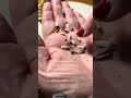 My Very First Harvest Of My Favourite So Far Sunflower S Seeds Loving Every Second Of It My Very First Harvest Of My Favourite So Far Sunflower S Seeds Loving Every Second Of It