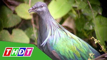 Bồ câu xinh đẹp Nicoba xuất hiện tại Vườn quốc gia Côn Đảo | THDT