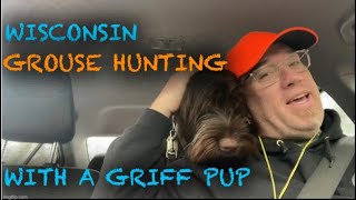 Wisconsin Public Land Grouse Hunting with a Wirehaired Pointing Griffon Pup