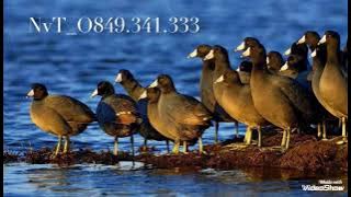 NvT_ Tiếng sâm cầm (new 2021) bao test các kiểu (NvT_Sâm đỉnh)