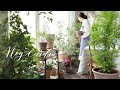 새로운 식물로 여는 베란다 정원 / 식물과 고양이 / Spring news in the balcony garden/ 친환경 살림/gardening