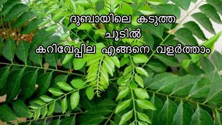 കറിവേപ്പ്‌ തഴച്ചു വളരാൻ //curry leaves cultivation and tips in Malayalam