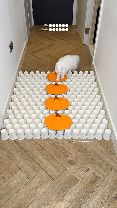 Look at Jerrie’s little jumps 😭🤍 #cats #catvideos