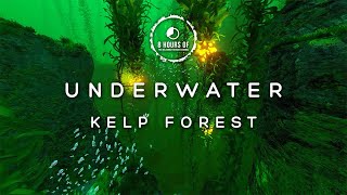 8 Hours of Mysterious Deep Ocean Sounds | Subnautica | Underwater Sounds | Underwater Noises