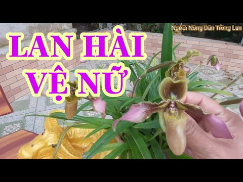 Một Chút Về: Lan Hài Vệ Nữ | Foci