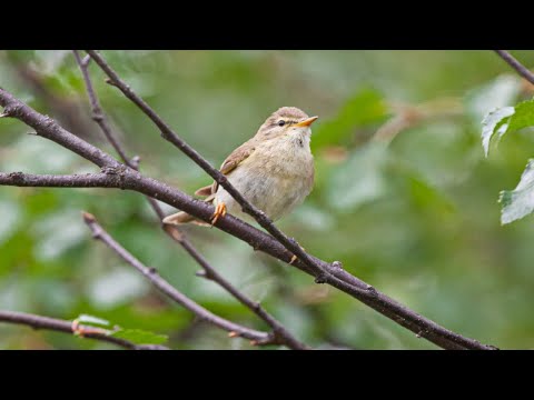 Video: Mitkä peippot selvisivät kuivuudesta?