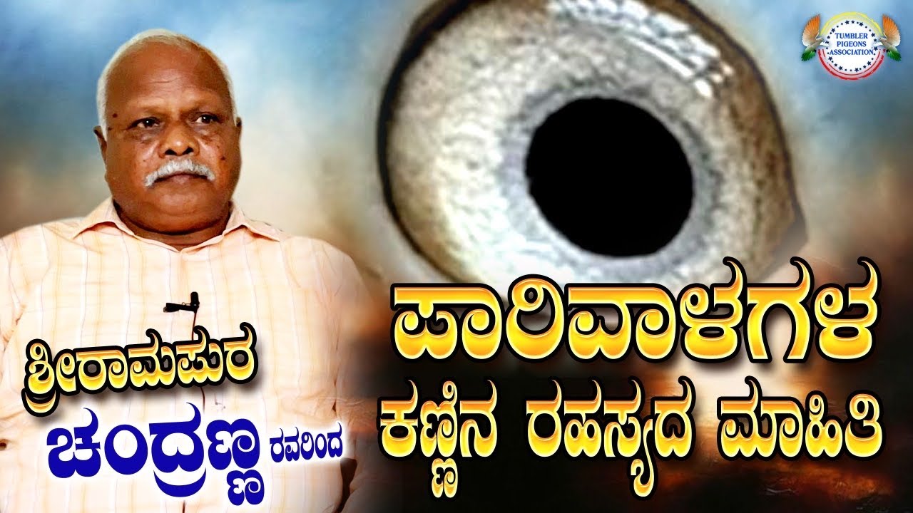 Pigeon eye sign secrets revealed by chandranna | ಪಾರಿವಾಳ ಕಣ್ಣಿನ  ರಹಸ್ಯಧ  ಬಗ್ಗೆ  ಚಂದ್ರಣ್ಣ ನವರಿಂಧ