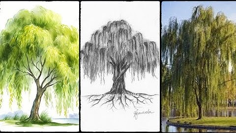 "How to Draw a Willow Tree: Step-by-Step Tutorial"@ArtisticAdventurebyRosie