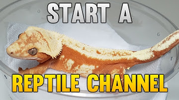 How To Start A YouTube Channel For Reptile Breeders! 2/2