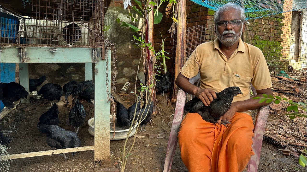 ഒർജിനൽ കരിങ്കോഴിക്കളെ വേണോ, കൊത്ത്‌ മുട്ടയും വാങ്ങാം Karinkozhi farm kerala