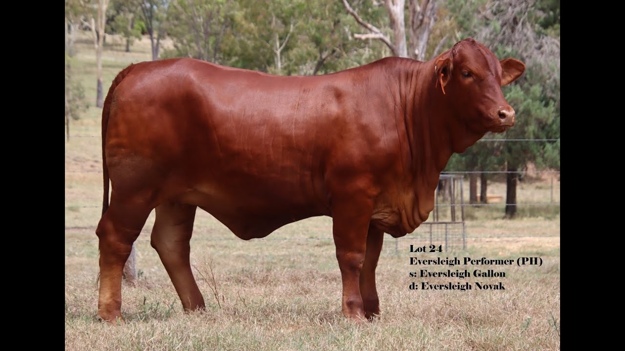 Lot 24 2023 Droughtmaster National Female Sale YouTube