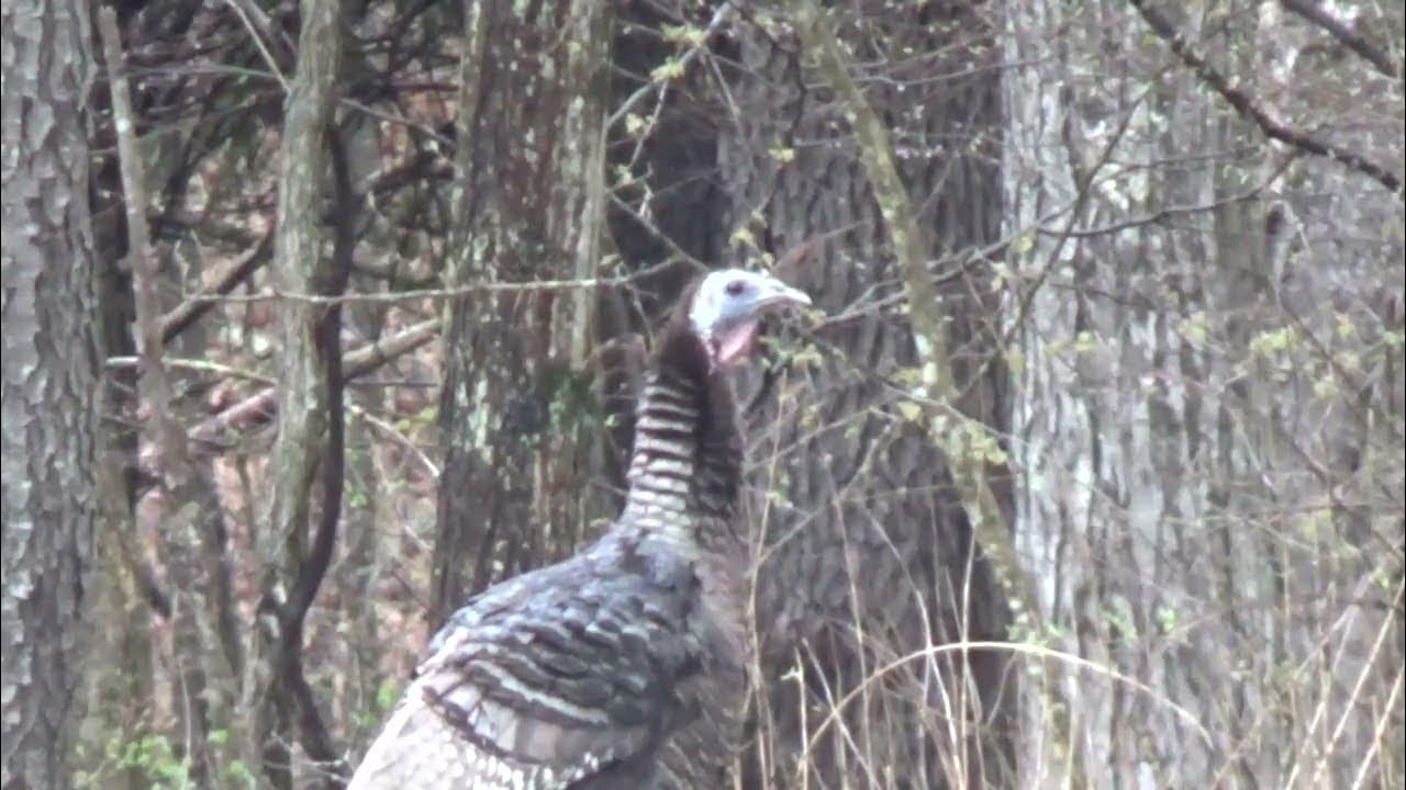 2023 PA Youth Turkey Hunt YouTube