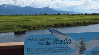Mengunjungi Anchorage, Alaska bersama teman-teman dari Iowa/ Jalan-jalan Indah ke Potter Marsh Wi...