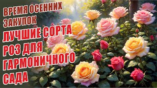 видео: ЛУЧШИЕ СОРТА РОЗ ДЛЯ ГАРМОНИЧНОГО САДА. РЕШЕНИЕ ПРОБЛЕМ С ОКУКЛИВАНИЕМ БУТОНОВ. РОЗЫ В САДУ. ЗАКУПКИ картинка: ЛУЧШИЕ СОРТА РОЗ ДЛЯ ГАРМОНИЧНОГО САДА. РЕШЕНИЕ ПРОБЛЕМ С ОКУКЛИВАНИЕМ БУТОНОВ. РОЗЫ В САДУ. ЗАКУПКИ