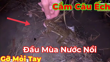 Cắm Câu Ếch Mùa Nước Nổi Dính Liền Cần Gỡ Mỏi Tay|Đất Miền Tây Official