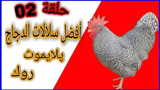 🔴أفضل سلالات الدجاج🐓 البياضة✅ المنتشرة في  العالم..........  ...(پلايموث روك)