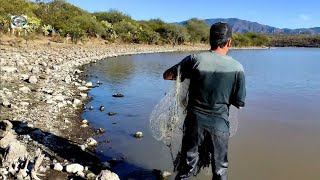 encontramos muchas tilapias güeras gigantes en esta laguna llena de piedras