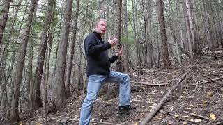 Forests in need of restoration