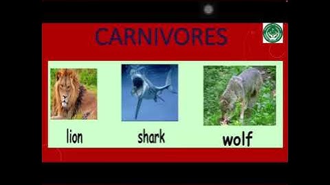 II-EVS-The World of animals