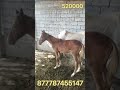 Online Малбазар!!! Құлынды бие 520000т