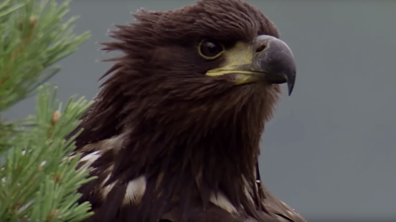 ⁣Young Eagle Learns how to Fly | BBC Earth