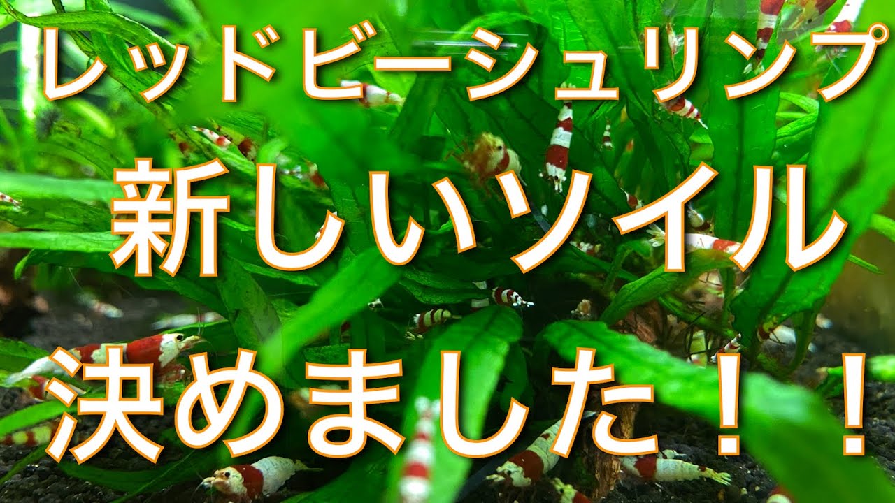 レッドビーシュリンプ　新しいソイル決めました！！