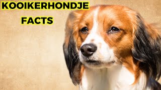 kooikerhondje Dog - Top 10 Amazing Facts by Jungle Junction 33 views 1 month ago 10 minutes, 33 seconds