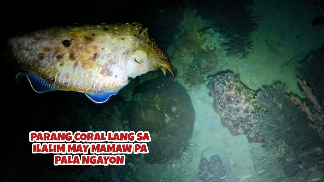 EP 484 PARANG CORAL LANG SA ILALIM MAY MAMAW PA PALA NGAYON #nightspearfishing #fishing #blessings