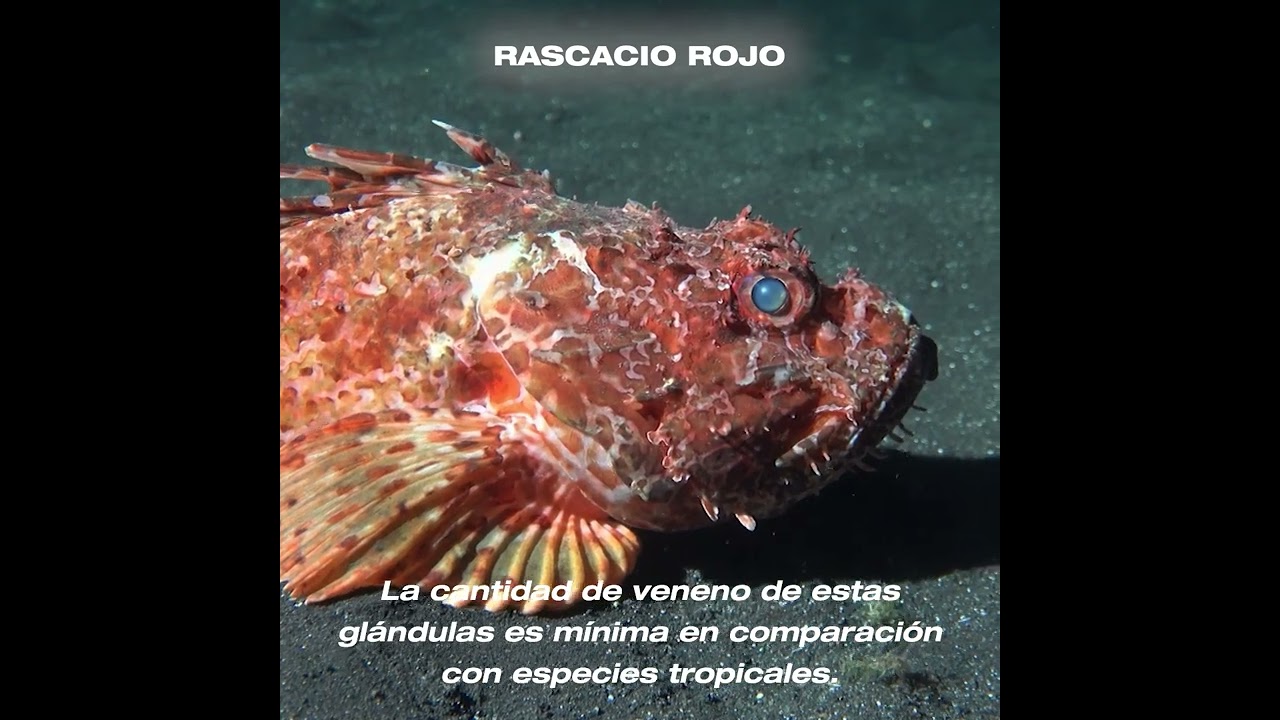 Rascacio Rojo