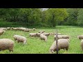 Bleating flock of sheep