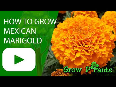 How to grow Mexican marigold (Tagetes erecta)