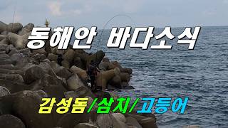 동해안 바다소식 (감성돔/삼치/고등어)