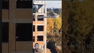street dog talent #streetdog #dog #streetdoglover #funny #streetdogsofindia #shortsfeed #shortsvideo