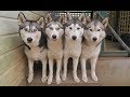 THERE IS ALWAYS ONE! | WHAT IS IT REALLY LIKE OWNING 4 HUSKIES & 2 CHILDREN? | VLOG