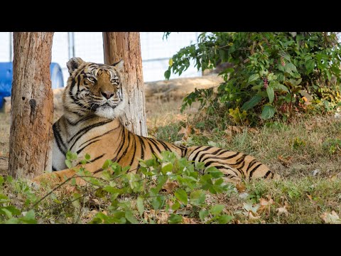 lynxfy Tiger Rescue In Kansas