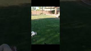 Italian Greyhound Zoomies  Coco & Ollie #iggy #puppy #cutedog #dogs #dog #italiangreyhound