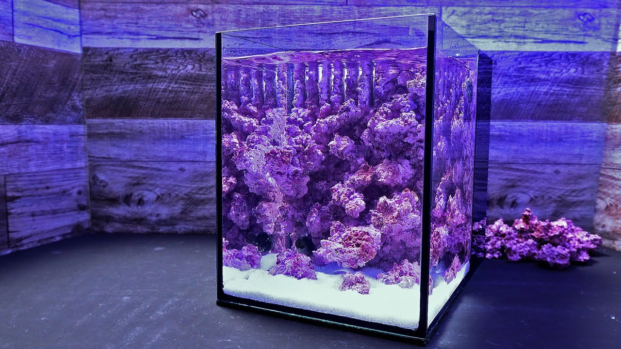 Cut out 20 cm of shallow water in which reef-building coral colonies grow.