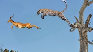 Leopard Hunting Fail- Impala Miraculously Escapes Jaws Of Leopard