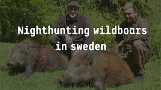 Nighthunting wildboars in Sweden - Natjagt på vildsvin i Sverige