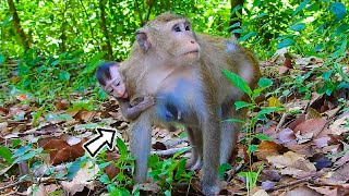 Very Pitiful of Baby Monkey Wrong Position to Breast Milk | Monkey2024