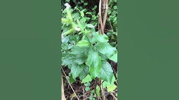 Cây Bạch hoa xà Plumbago zeylanica chữa bệnh ngoài da