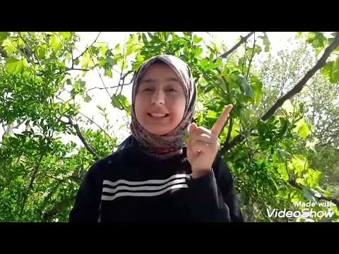 Vera - Saklanır Nisan | İşaret Dili