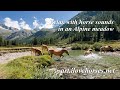 Horse Sounds in an Alpine Meadow 🐎 ASMR, Relaxation, Meditation, Sleep - A Horse Story in Sounds