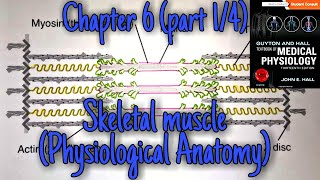 Skeletal muscle physiological anatomy (sarcomere, actin, myosin)-chapter 6(part1/4)-Guyton and hall.