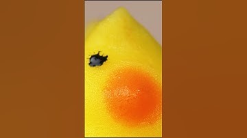 Quack Quack 🦆🌊🥛 Diy Marshmallow Ducks #123go