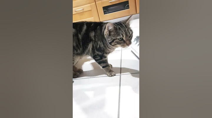 Petitou : chat qui tousse ?
