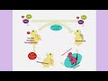 Methotrexate Mechanism of action (With Analogy)