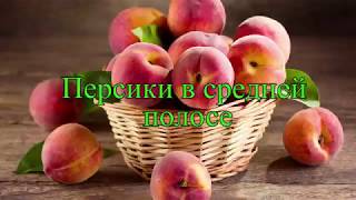 Персики в средней полосе России