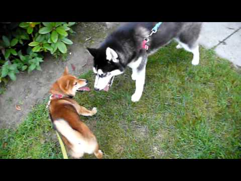 Talking Shiba Inu Playing With Husky Puppy Youtube