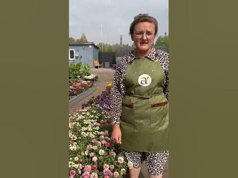 Цинии Захара и Дабл Захара #сад #дача #огород #семенаалтая - YouTube